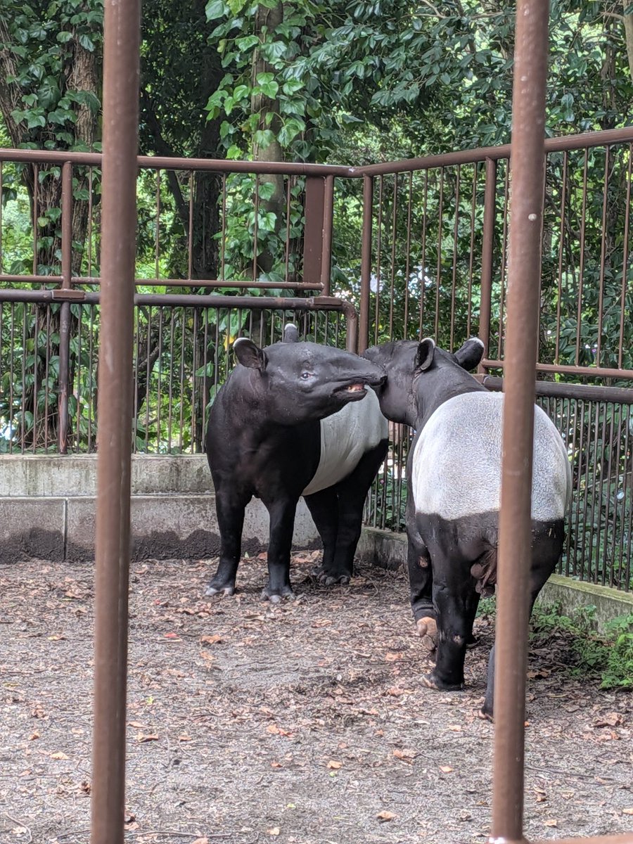 mahout417's tweet photo. おはようございます。台風や前線の加減で断続的に激しい雨が続きます。
今日は休園日…動物たちの環境整備がんばっていきまっしょい！ https://t.co/vB8mVrP61w