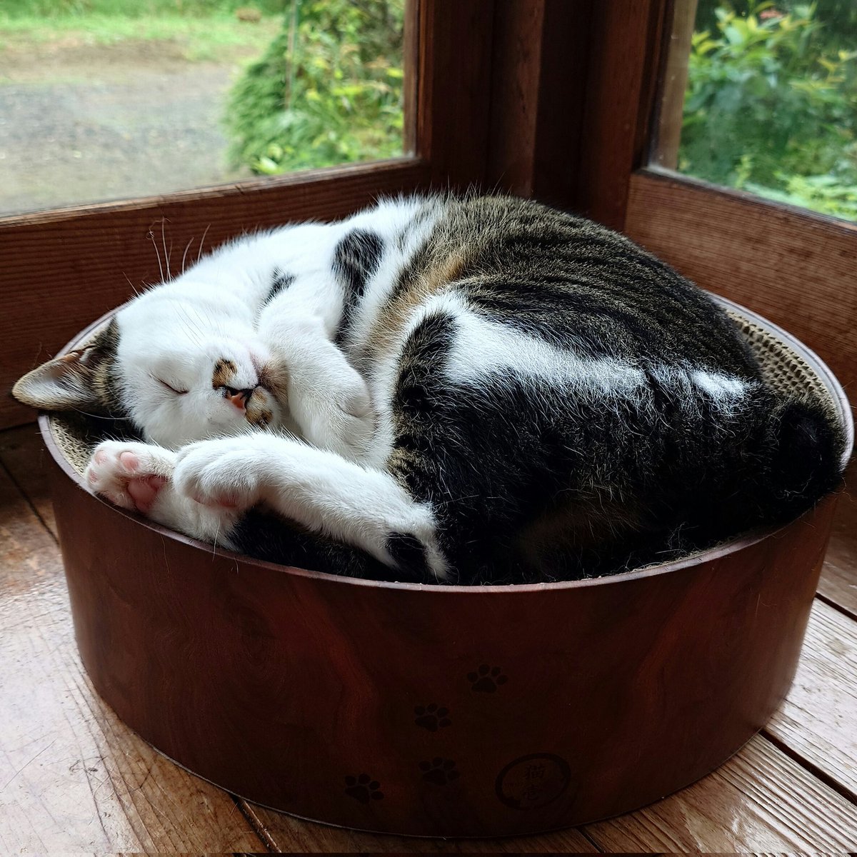 boku_norimaki's tweet photo. バリバリボウルが🐈‍⬛
「まだ寝ていいよ」って
言ってるにゃ💤💕
すぅ〜すぅ〜すぅ〜🫧🫧🫧
#三本足の猫のりまき 　＃人生初猫との暮らし https://t.co/j0DJJf8gt3
