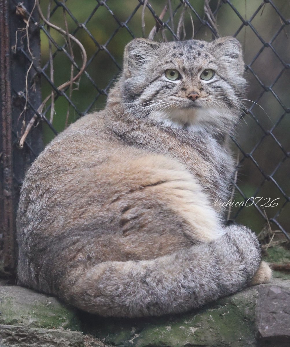 cats_chica0726's tweet photo. キュートなスネザナ🩷

#snezhana #マヌルネコ
#ノボシビルスク動物園ツアー https://t.co/zQ0sxaDWdz