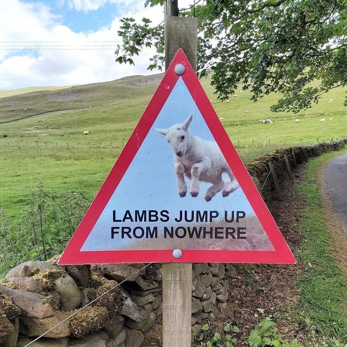 equine__dentist's tweet photo. LAMBS JUMP UP FROM NOWHERE https://t.co/tYp9Xipy6C