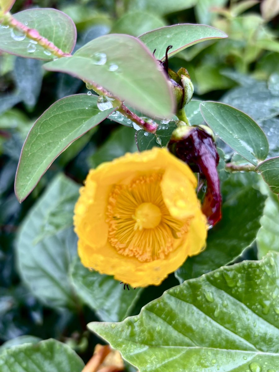bsbs357's tweet photo. おはようございます。
花の奥で誰かが手を振っていますね笑
今日も素敵な1日を！
#TLを花でいっぱいにしよう
#写真好きな人と繋がりたい
#キリトリセカイ https://t.co/P38RzV31DV