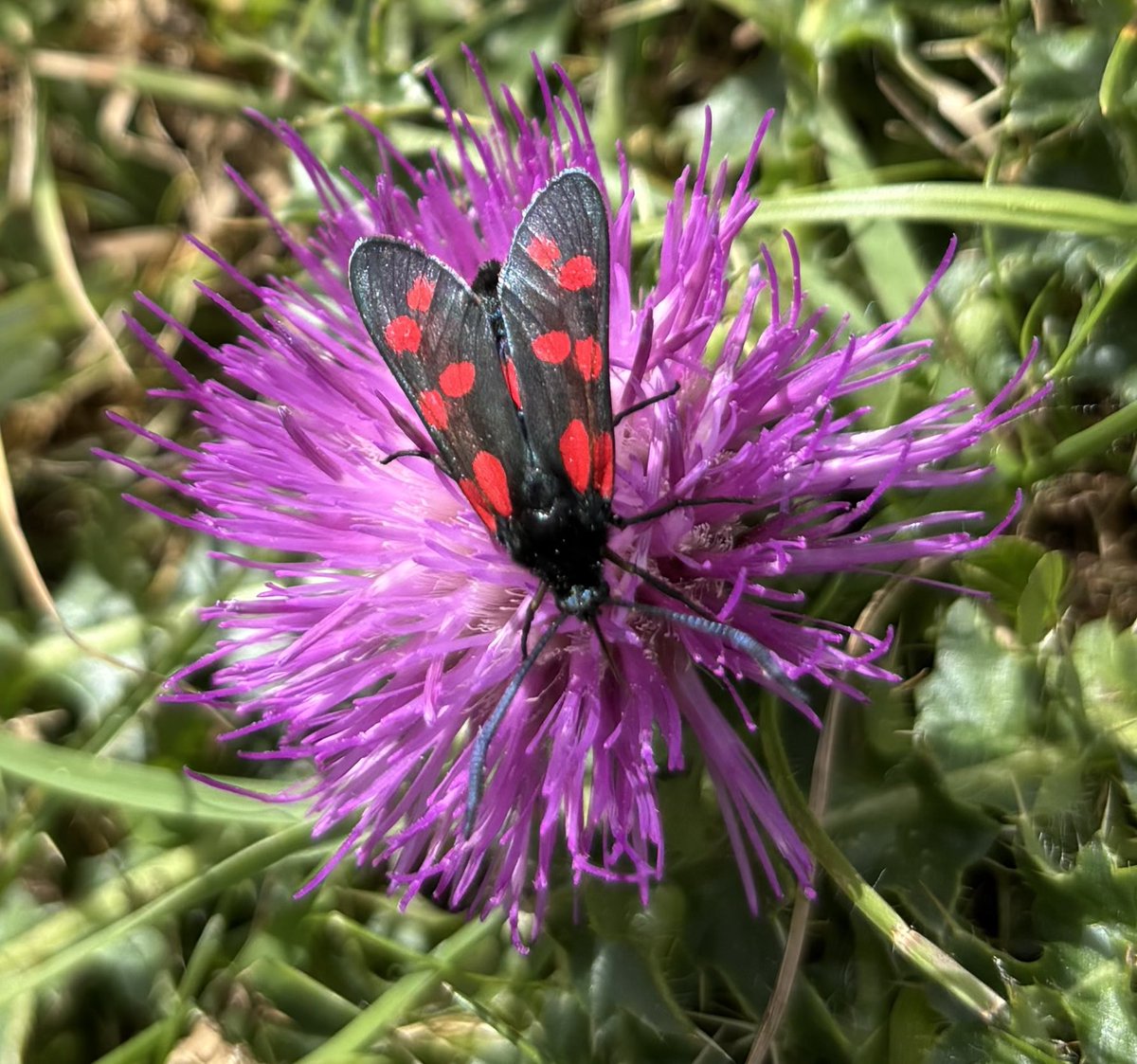 EcolaEvans's tweet photo. Marbled Whites &amp; Six-spot Burnet &amp; many Dark Green Fritillary but only one stopped for a few seconds  @BC_Glos @gloswildlife @savebutterflies https://t.co/Kn0sWy7Wot