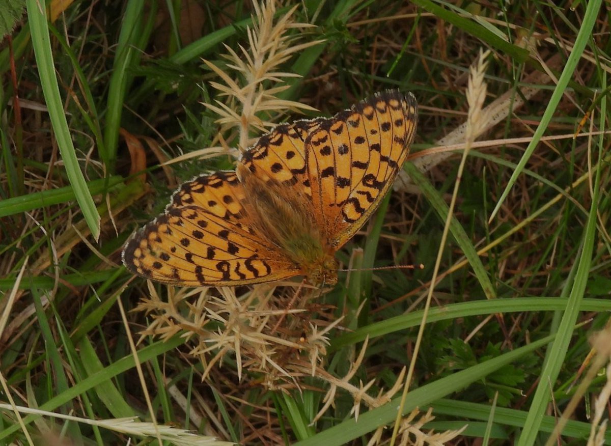 EcolaEvans's tweet photo. Marbled Whites &amp; Six-spot Burnet &amp; many Dark Green Fritillary but only one stopped for a few seconds  @BC_Glos @gloswildlife @savebutterflies https://t.co/Kn0sWy7Wot