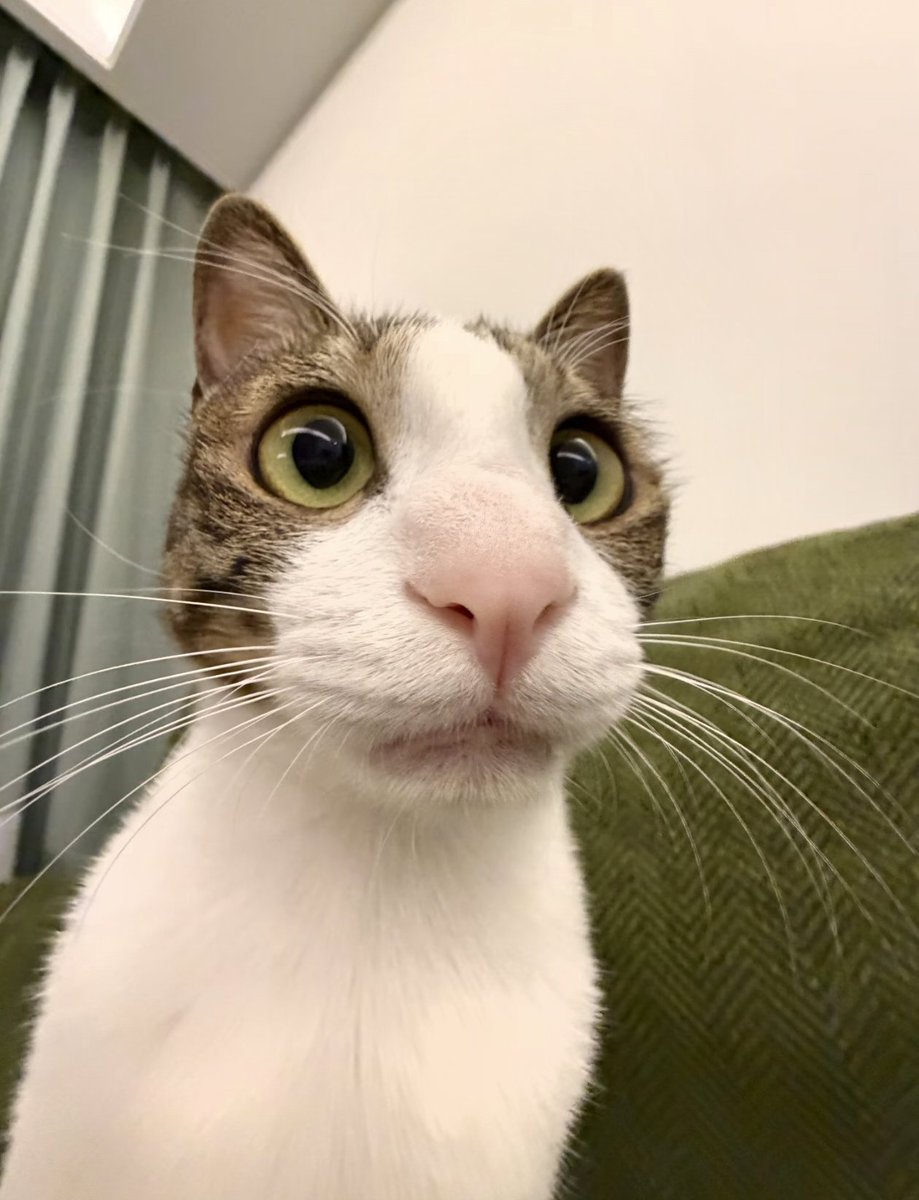 tmszhjh88's tweet photo. He listens intently. https://t.co/OF9PC9VbNw