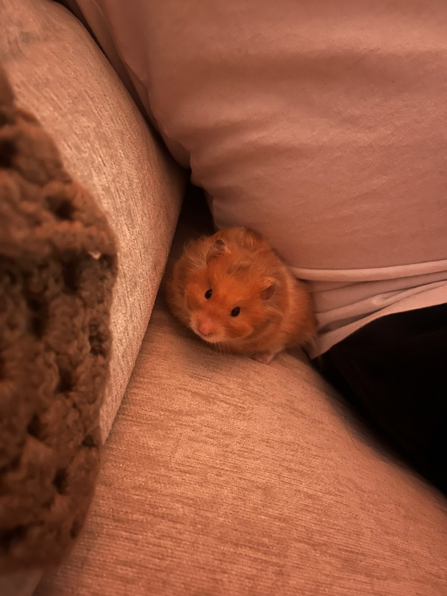 hamsterdotcom_'s tweet photo. He wishes not to hear a firework https://t.co/qgQX1VZlTN