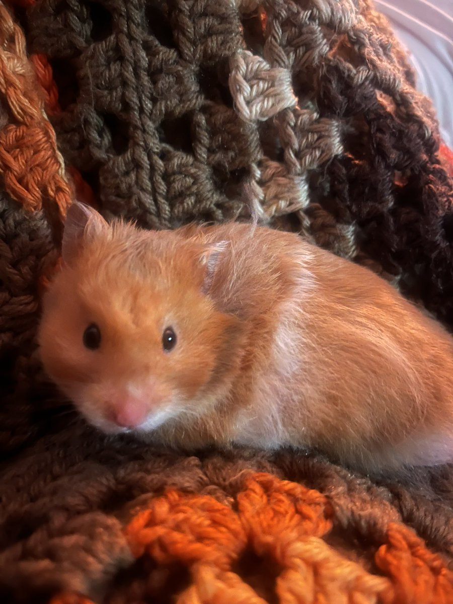 hamsterdotcom_'s tweet photo. He wishes not to hear a firework https://t.co/qgQX1VZlTN