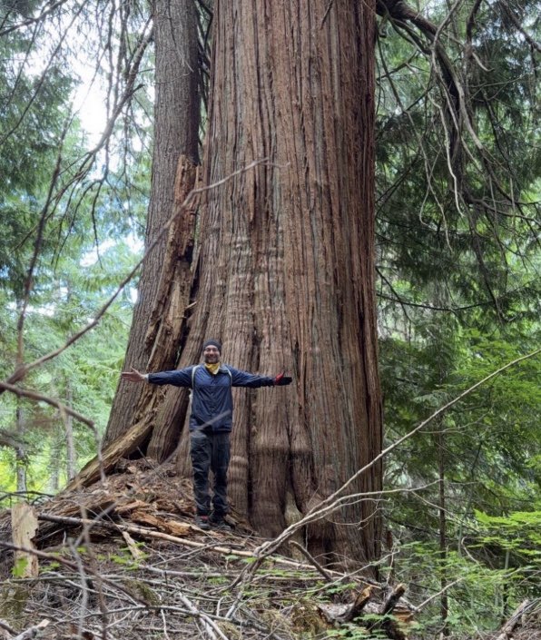 JohnLaTwC's tweet photo. Pacific Northwest: The solemn silencing of your mind when you come upon a truly old tree https://t.co/GlpFCrUjfR