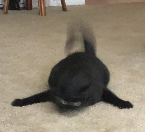 DailyNominalCat's tweet photo. Miss Rabbit has fainted.

Mis Rabbit has fainted again. https://t.co/KBQsNwjtlE
