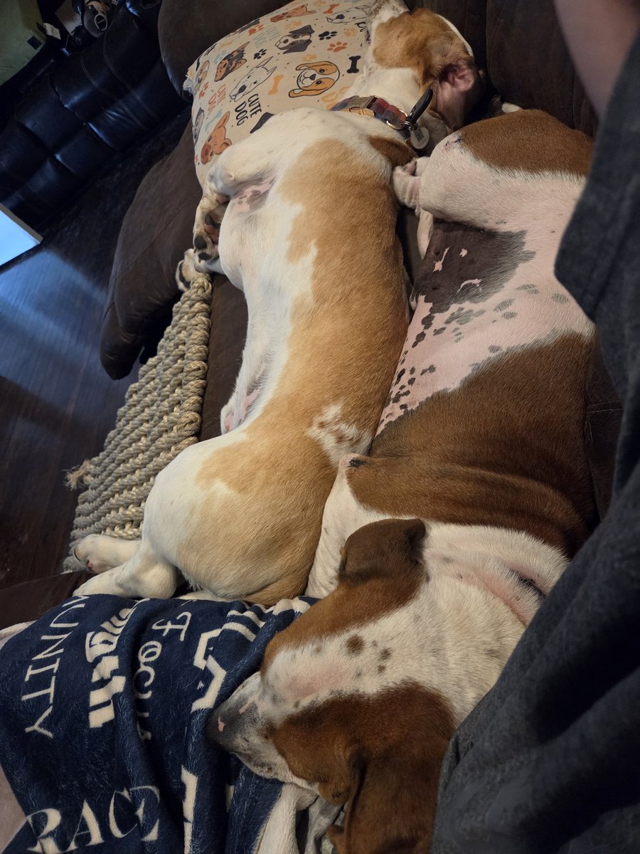 lisabergstrom79's tweet photo. These 2 fight like kids. There was a spat b4 they came to this compromise. Rufus was trying to push Gus out of the way &amp; Gus grabbed his ear in his mouth &amp; pulled.🤣. No, we don't let them hurt each other. Just like kids, they're learning through play &amp; learning how to get along. https://t.co/JS6URN8ouU