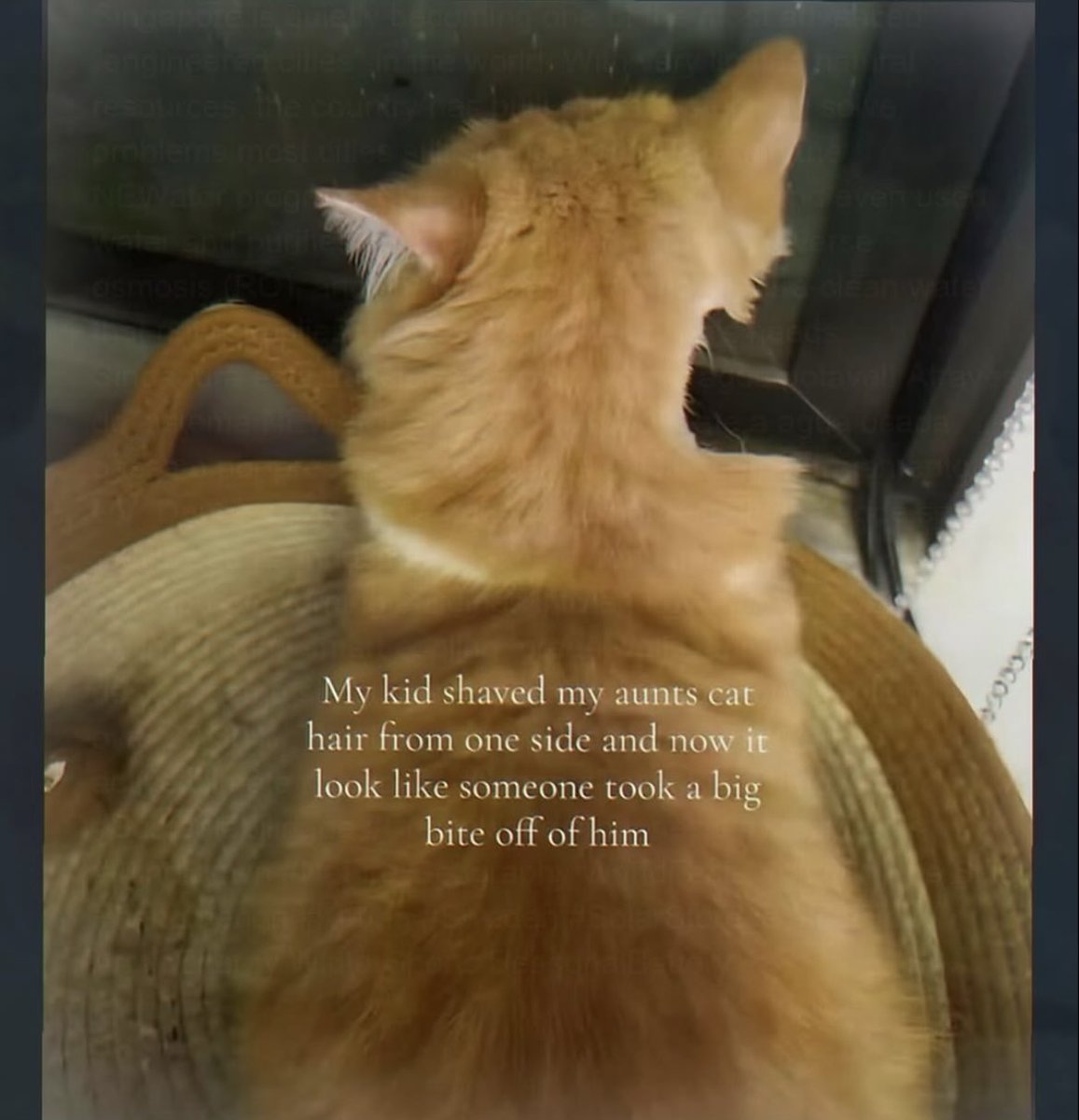 cats with powerful aura tweet media