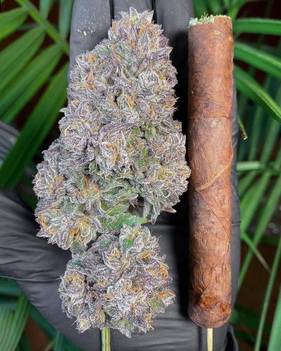_StonersRUs_'s tweet photo. Sweet Runtz 🍬🍁 https://t.co/T3Q7E7qEu3