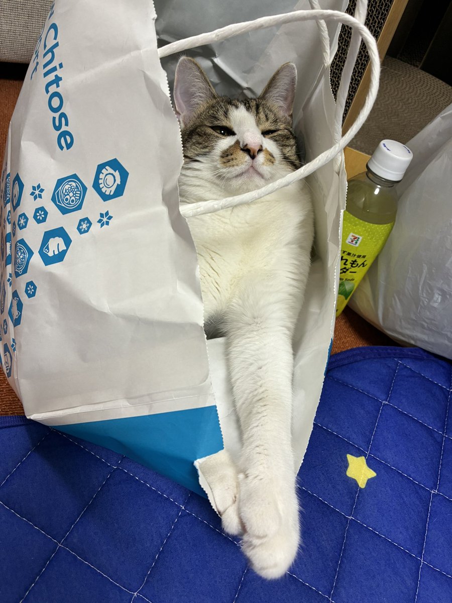 omc_kun's tweet photo. 紙袋たのしいにゃね https://t.co/SCrjj4z8WD