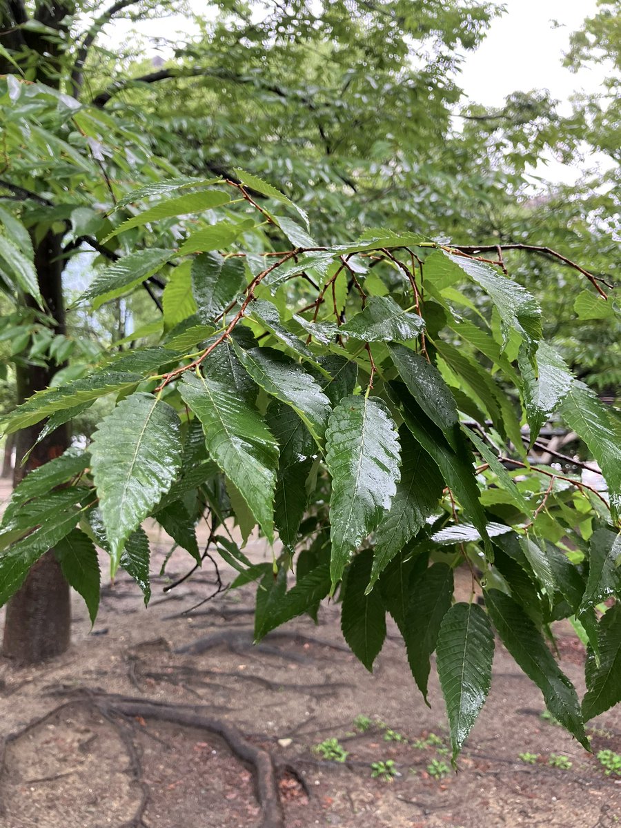 myon11's tweet photo. それなりに雨降ってるけど昼休みのウォーキングを継続すべく、今日も公園で雀魂しながらオニギリ男子🍙東屋のベンチが濡れてなくて助かった🌵 https://t.co/VW4mi96G18