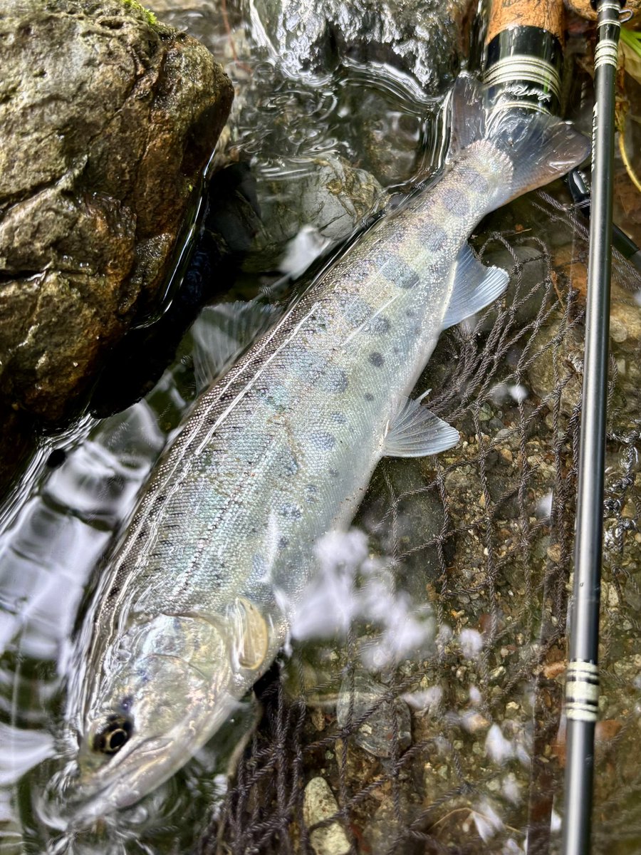 tencho_last1997's tweet photo. 4時起床→久しぶりの渓流で朝活🎣
先日降った大雨の影響で全体的に浅くなり、だいぶ流れが変わってしまったけど山女魚は元気🐟✨
#exts44ul
#exts46ul
#exts464ul
#ウェットウェーディング
#extreme_山女魚ネット https://t.co/JK4yHSDdmE