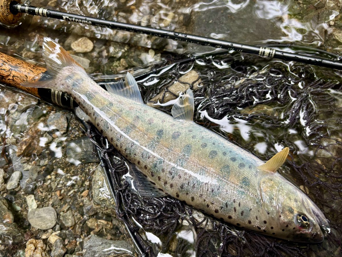 tencho_last1997's tweet photo. 4時起床→久しぶりの渓流で朝活🎣
先日降った大雨の影響で全体的に浅くなり、だいぶ流れが変わってしまったけど山女魚は元気🐟✨
#exts44ul
#exts46ul
#exts464ul
#ウェットウェーディング
#extreme_山女魚ネット https://t.co/JK4yHSDdmE