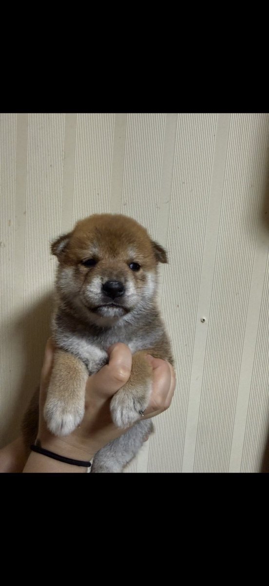 ryot20617's tweet photo. 赤柴欲しい方いませんか？
生まれて2ヶ月です
7万円で考えてます！
兵庫県です
DMください！
 #赤柴  #柴犬  #ブリーダー  #柴犬大好き https://t.co/NZAyo03tSy