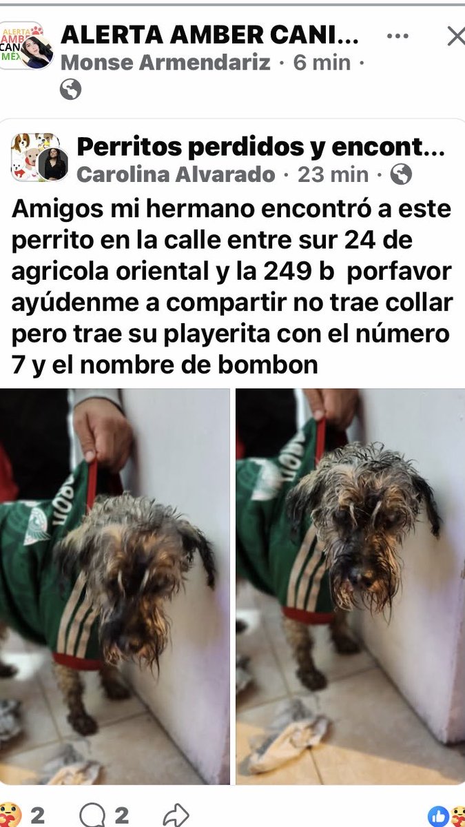 AlejandraVegaF5's tweet photo. Encontrado con su playera ta de la Selección Mex., y resguardado, se busca a su fu https://t.co/Tma4bo9nHC