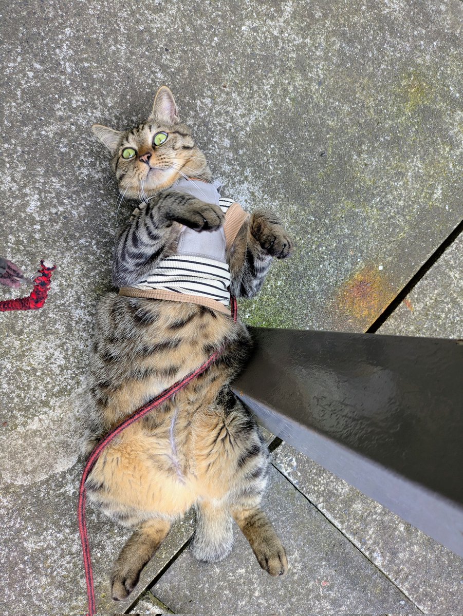 Pukapyu's tweet photo. 初夏の昼下がり🌥️😽

ニャんか昨日はみんニャで、
ニャんかいろいろ『ニャ〜ニャ〜』やってたらしいニャ😻
『ニャ〜っ』ったら、こんニャポーズやで😽

僕の声入ったCDも出てるらしいニャ😼

#GIMMEFIVE https://t.co/gI3K5sZXld