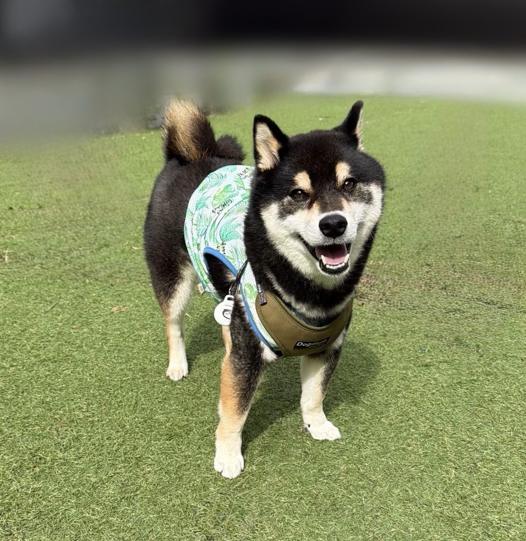 dkichi_ch's tweet photo. お散歩楽しかったね🐕 ͗ ͗  #柴犬 https://t.co/sm3RkOvnzF