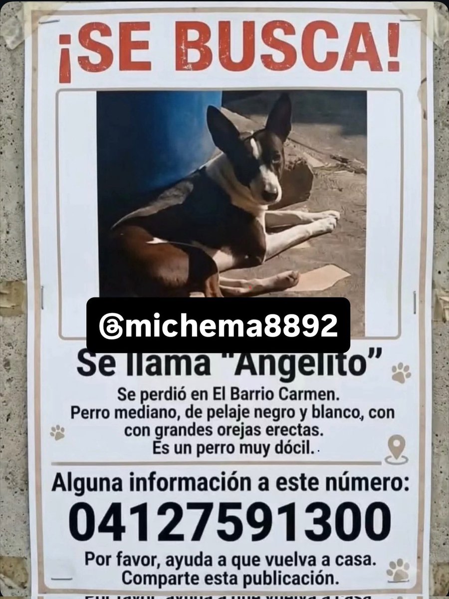 AliceeProAnimal's tweet photo. SE BUSCA ANGELITO‼️‼️
PERDIDO EN BARRIO EL CARMEN, MARACAY.

DIFUNDE POR FAVOR🐶🐶🐶🐶😔 https://t.co/8jH2UU5CFY
