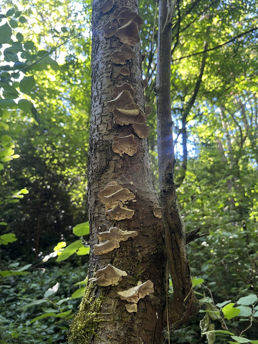 T_beans003's tweet photo. Pictures from my walk earlier :) https://t.co/EZbFNOCmhg