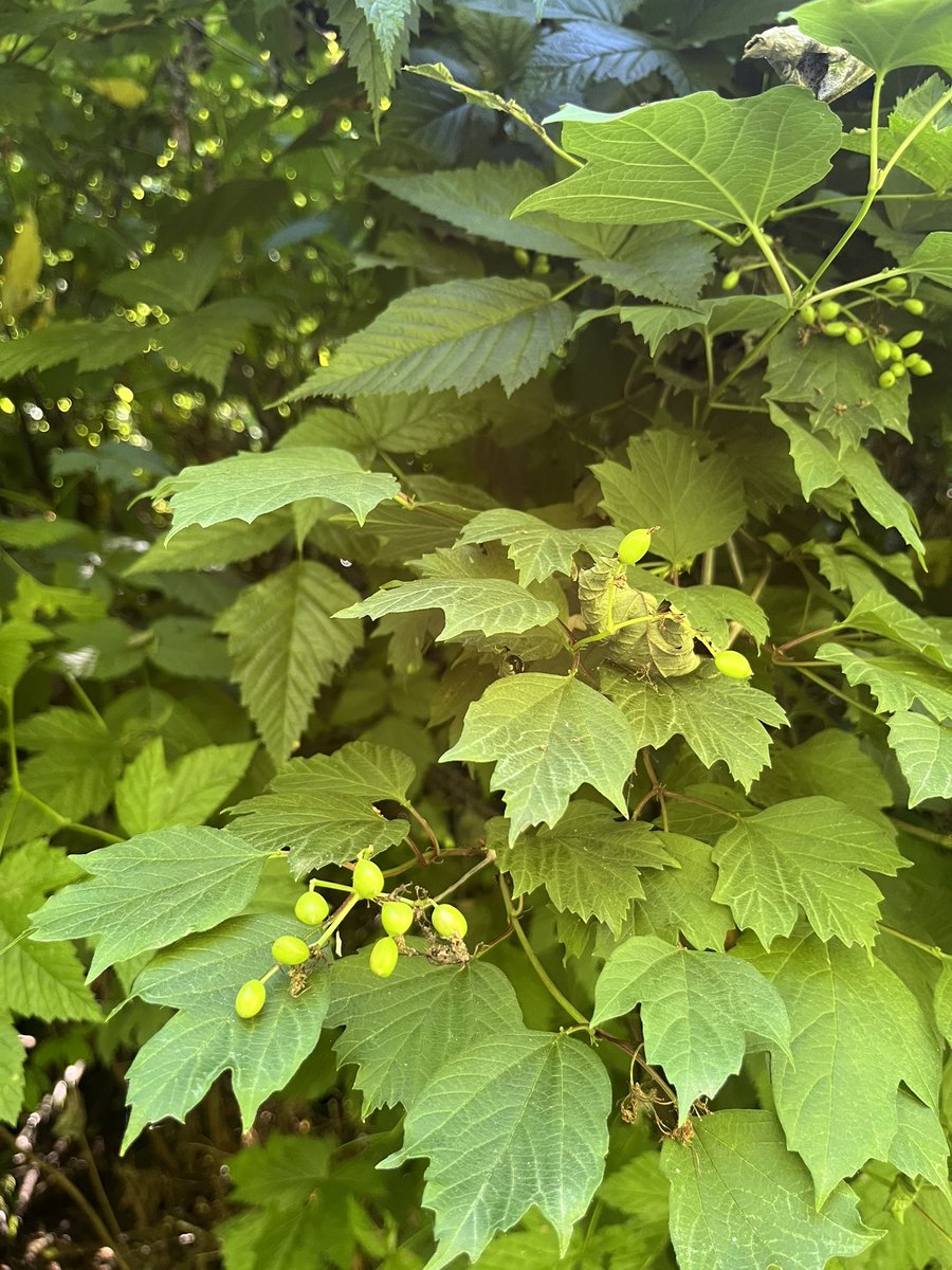 T_beans003's tweet photo. Pictures from my walk earlier :) https://t.co/EZbFNOCmhg