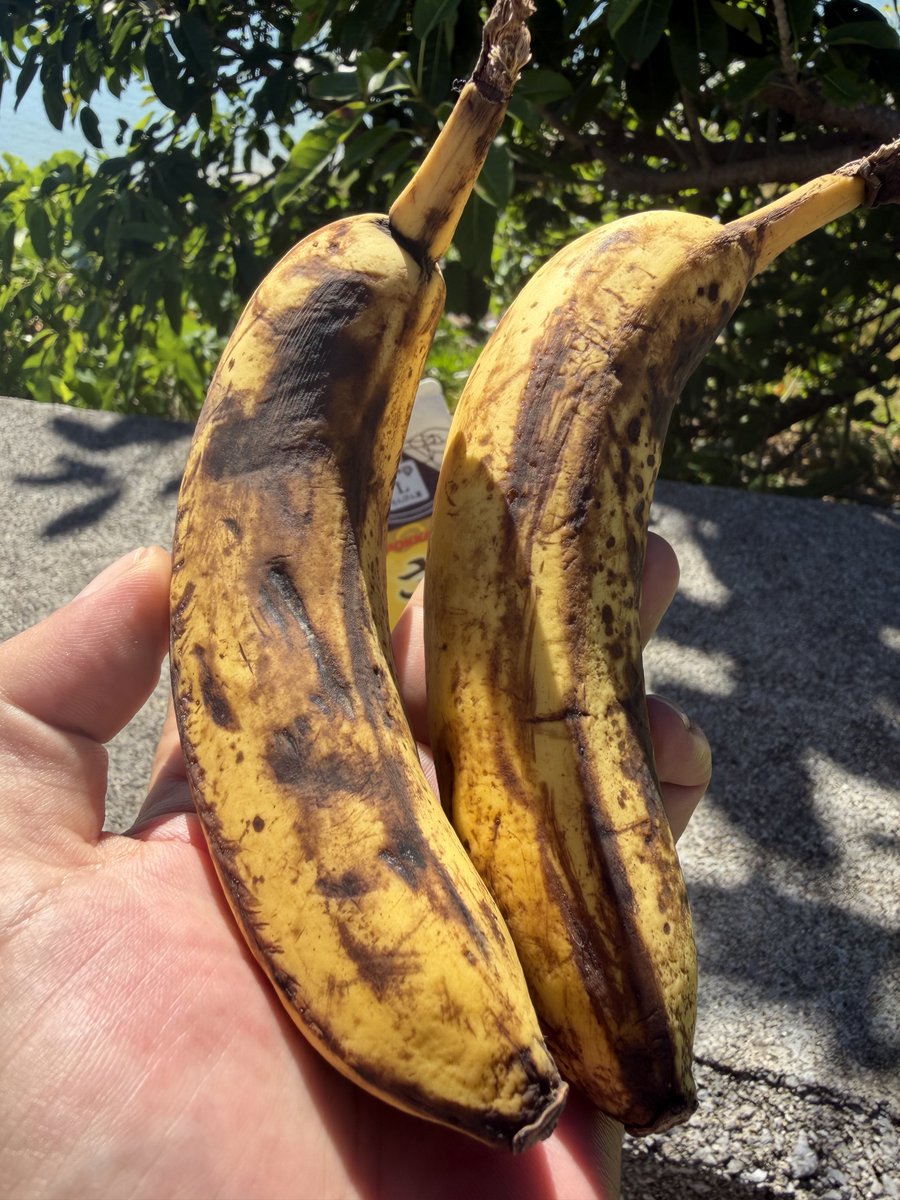 098chouji's tweet photo. バナナはこれぐらいがうまい
そして夏はゴーヤーで乗り切る
コンビーフ入りが好き。 https://t.co/tulmaIihjn