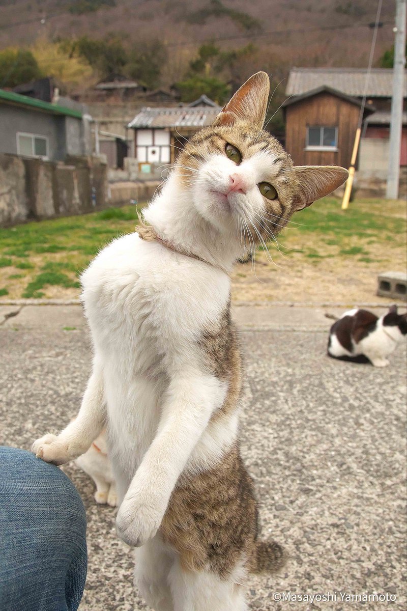 nekoiroiro's tweet photo. お昼ご飯一緒にいかない？

#ねこ #猫 #cat https://t.co/80PH8E2aah