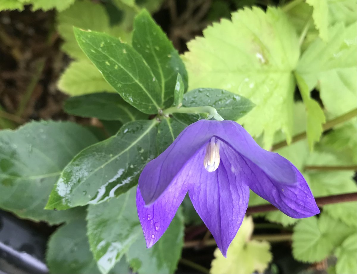 Koitopy's tweet photo. ベリーの葉の茂みのなか　
きらりむらさき

咲いたばかりの
桔梗の花

太陽の光に向かって
よくがんばって細い茎を長く伸ばして
ここまで来たね

今朝　思いがけず　会えた
桔梗の花
#桔梗　#詩 https://t.co/NGg22i6RgQ