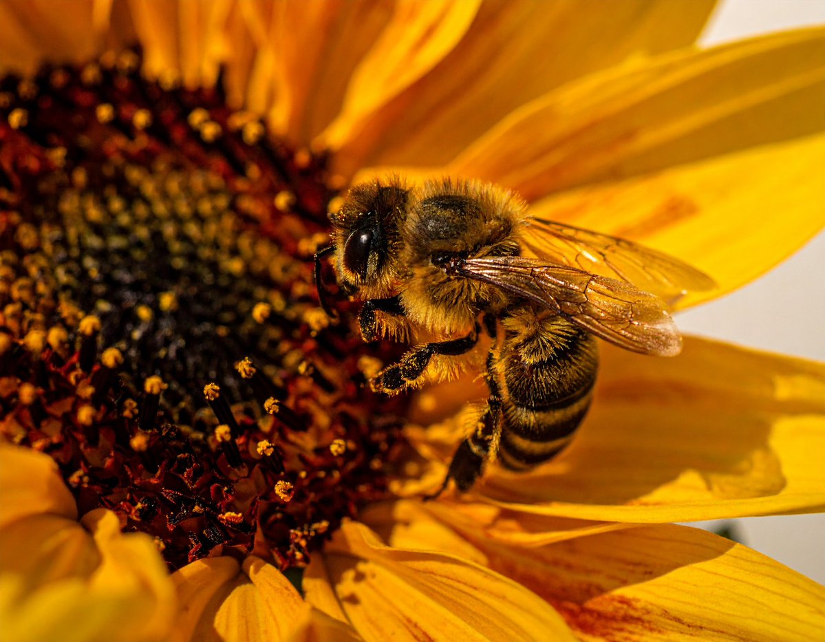 WickeyPixels's tweet photo. "Honeybee
I can't imagine how my life would be
If all your gravity did not hit me
Oh, don't you see?
Darling, my honeybee" 

QT your Honeybee art! 🐝

#honeybee #savethebees #AIart️️️️️️️️️️️️️️️️️️️️️️️️️️️️️️️️️️️️️️️️️️️️️️️️️️️
