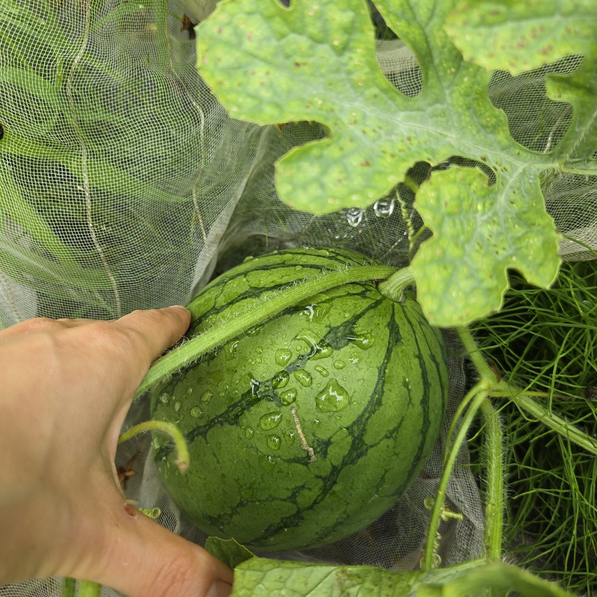 SaeCue's tweet photo. 2つとも順調🍉🍉
雨にも負けず…☔
#小玉すいか #紅こだま #watermelon #smallwatermelon #ナント種苗 #nanto https://t.co/L7EHJAbwBW