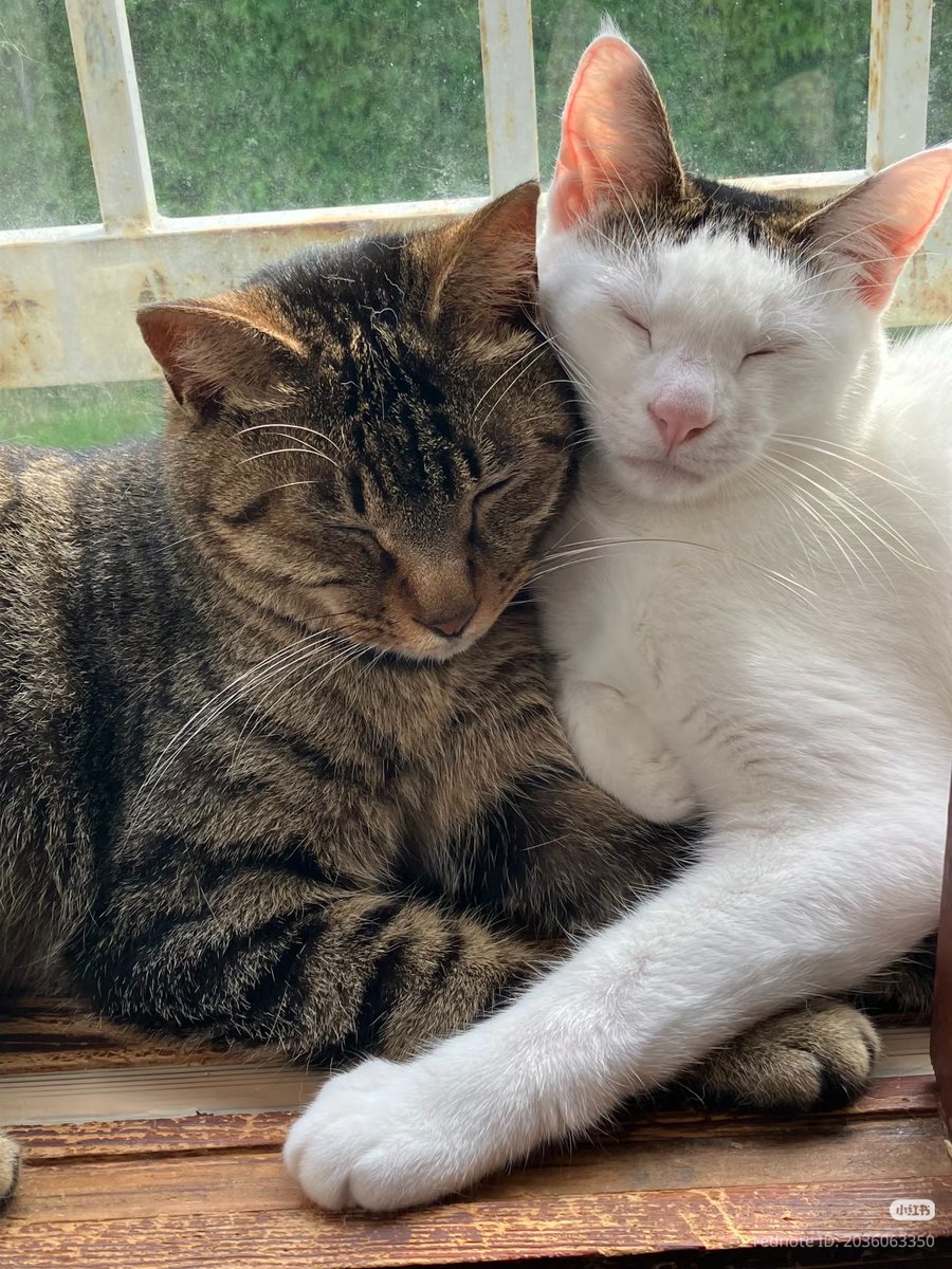 TheCatsX's tweet photo. Bestfriend https://t.co/LzhZAWNdLi