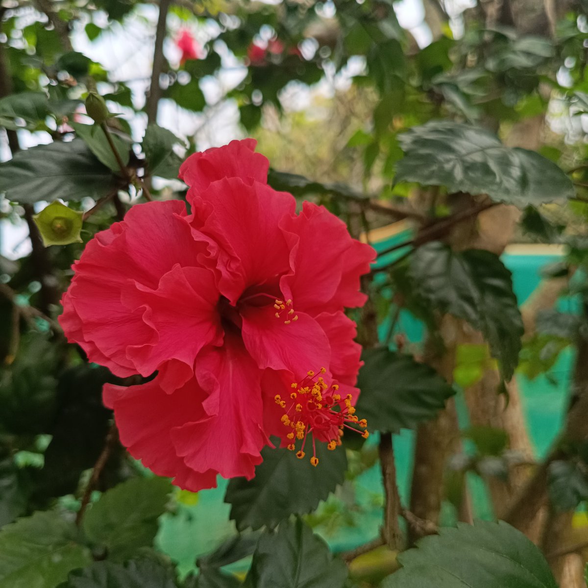 NoelaniMusha's tweet photo. Good morning 🌞☀️
.
.
.
#redflower
#nature https://t.co/u3vzu2OZfT