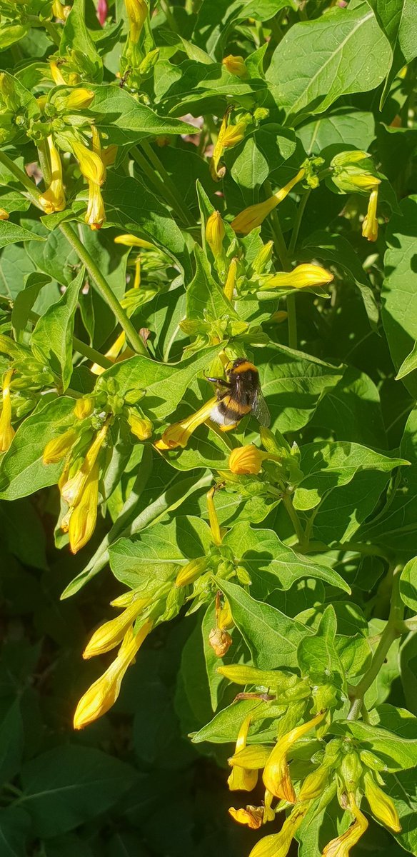 cyrildorner1's tweet photo. #pourtoi #nature #photographie #photography #bourdon #flore #insecte https://t.co/zMgjFjV3u8