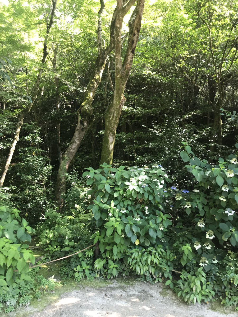 MAASAYADA_RED's tweet photo. 仕事を終えた翌日、京都・詩仙堂へ。
この世にこれほど気持ちのいい場所があるのなら、私もまた…と、思いを新たに帰ってきました。ありがとう。 https://t.co/r53pkQuDKD