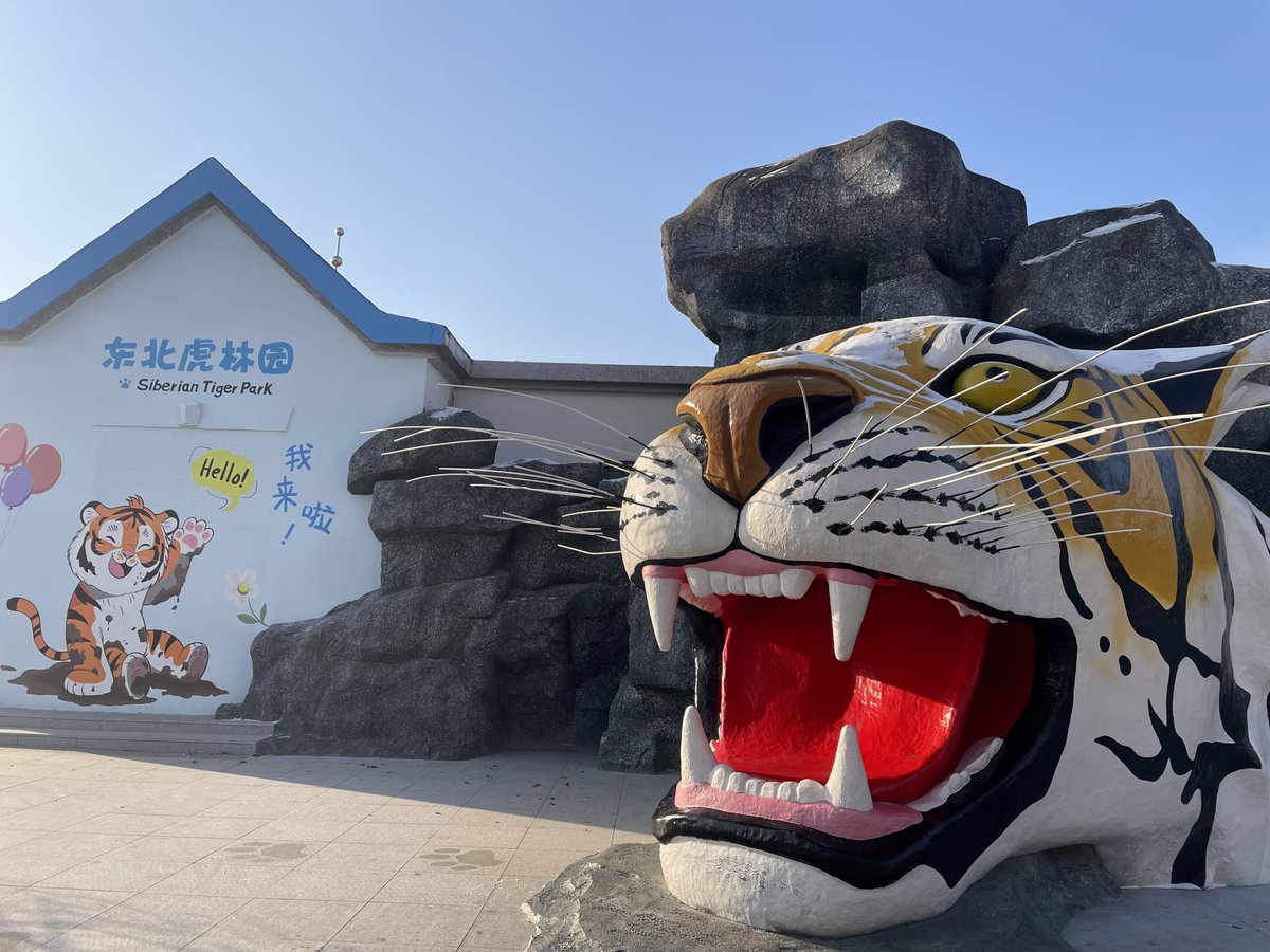 tabiakidesu's tweet photo. @nutsxstun 東北虎林園行ったことがあります🐅
日本の動物園とは全然違う感じで
迫力がありました！
(特に餌やりが…🫨) https://t.co/ZWDT7zpAj0