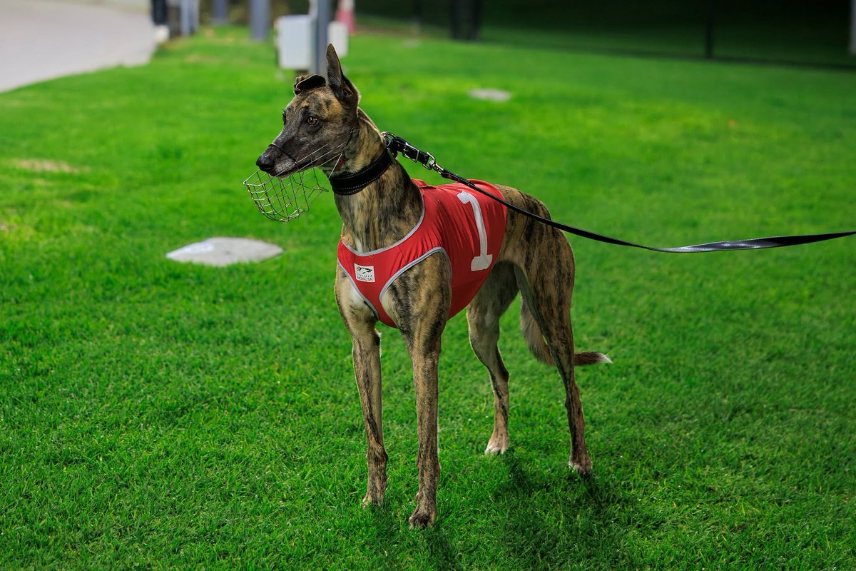 TheDogsSA tweet picture