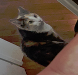 snakesandrews's tweet photo. being harassed online all weekend is one thing, but sayin my cat's fake is wild https://t.co/vPOFDX2CM6