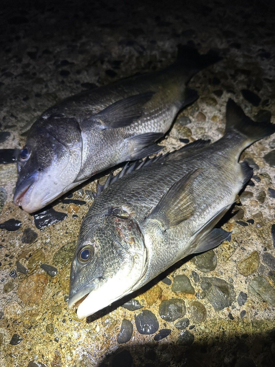 fishingman_mt's tweet photo. ７月メバル🐟
プラグでクロダイ連発して楽しかったー！ https://t.co/OOYeWyifKn