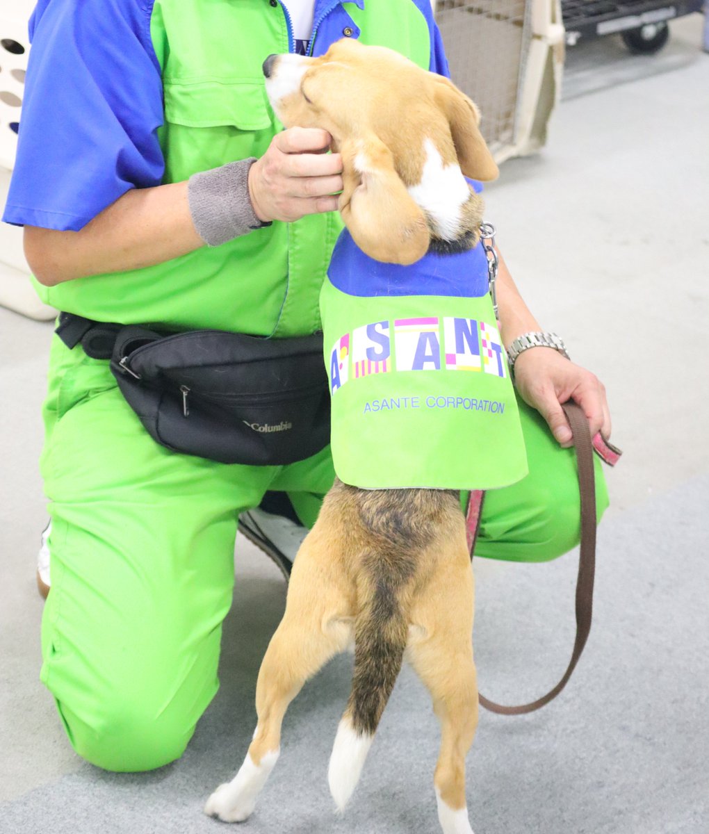 みんな分かったかな？ 答えは #トコジラミ探知犬エル でした