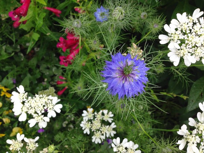 man_e_mon's tweet photo. バラの剪定もした。
一番花が終わった直下の５枚葉の上、というのがルールらしいが、どの木にも、５枚葉が見当たらなかった。
ま、伐った。１,２か月後どうなるかな。

早口ことば「金太マスカット切った」 https://t.co/5aRQqebtZD