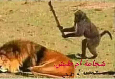 T tweet media