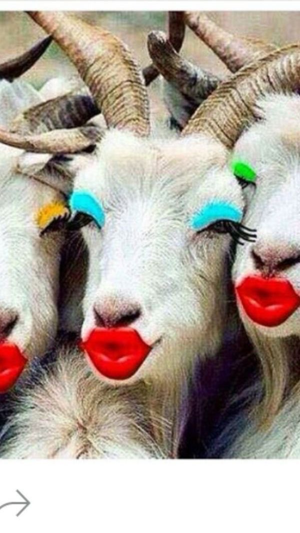 RichardRic23601's tweet photo. @AntiWokeMemes 😆🤣Spoken by a man who thinks it’s okay to fuck Goats! https://t.co/CwTWnLY5v7