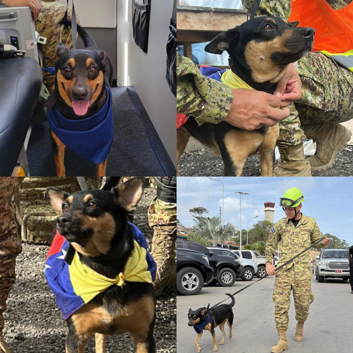 JoseValdezSV's tweet photo. La Unidad de Rescate de El Salvador, adoptó a la perrita FÉNIX!

Fue rescatada de entre los escombros en Venezuela, ahora viajará a El Salvador y se quedará como parte de la familia de rescatistas.

🇻🇪🇸🇻❤️ https://t.co/1XCY7VQgBE
