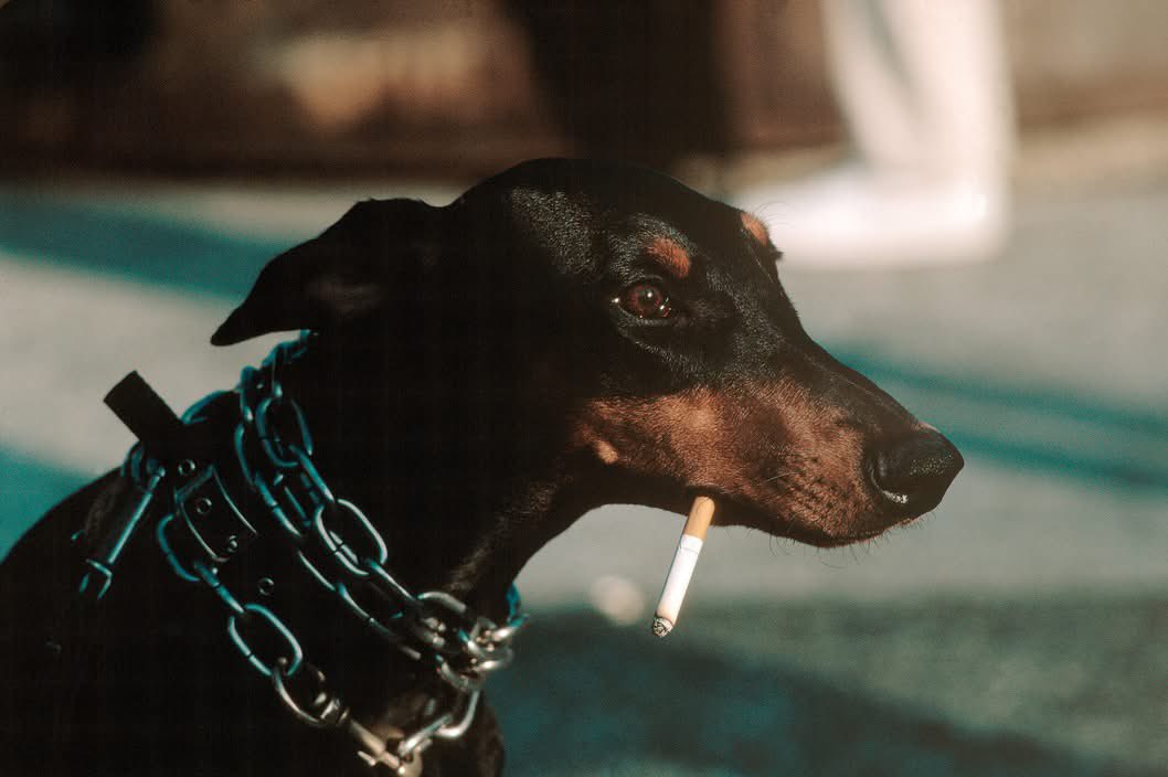 aseelswaid9's tweet photo. A dog smokes a cigarette in Washington Square, New York City, USA, 1983 https://t.co/hXfG30SiAK