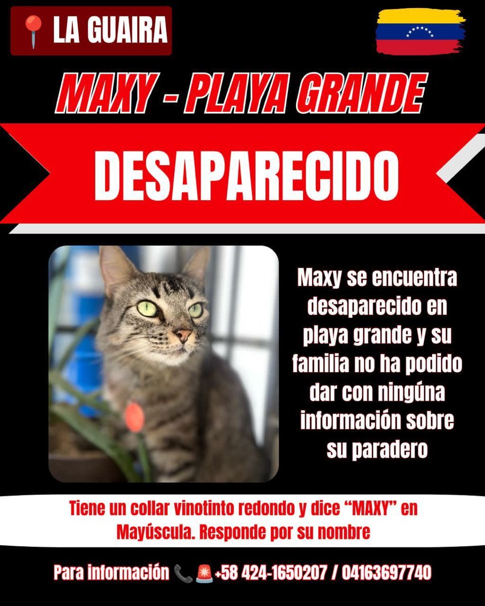 Patitafeliz26's tweet photo. RT para difundir y conseguir a sus dueños. https://t.co/a3qXSoWSPa