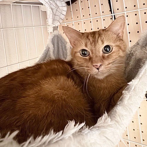 catsitterLien's tweet photo. だ…だれ？🐾

#猫 #猫好きさんと繋がりたい #猫のいる暮らし #お留守番猫さん  #キャットシッターりあん

 #ソーレちゃん https://t.co/h8VizN59DP