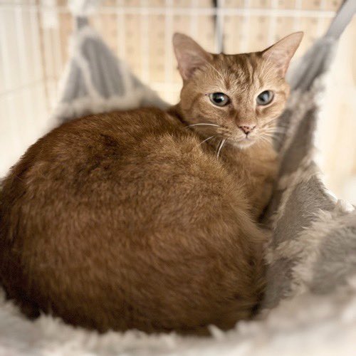 catsitterLien's tweet photo. だ…だれ？🐾

#猫 #猫好きさんと繋がりたい #猫のいる暮らし #お留守番猫さん  #キャットシッターりあん

 #ソーレちゃん https://t.co/h8VizN59DP