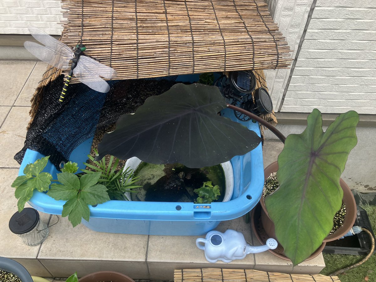 Danatsu29's tweet photo. コロカシアがいい感じに育って、イシガメちゃんの日除けになってる🐢☀️ https://t.co/72jD6xC0Tk