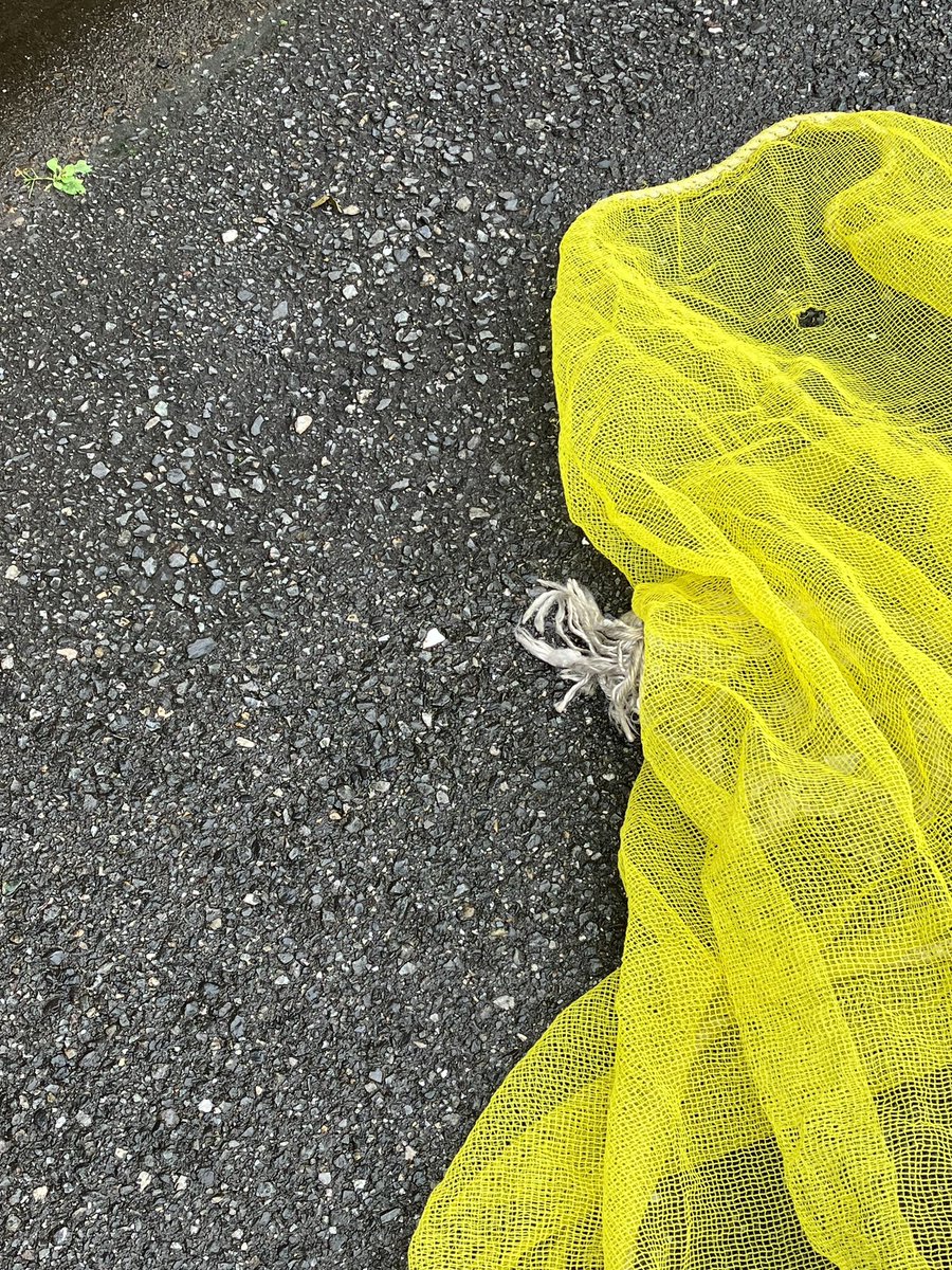 yow_f's tweet photo. scape of yellow.
at 赤羽
［2026.7.3］ https://t.co/oySP1t3Wua